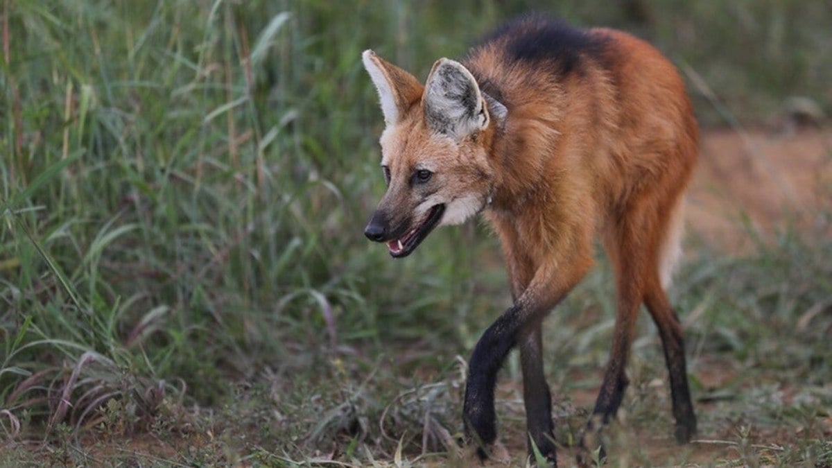 Batalhão de Polícia Ambiental resgatou mais de 1,5 milénio animais nas estradas do DF