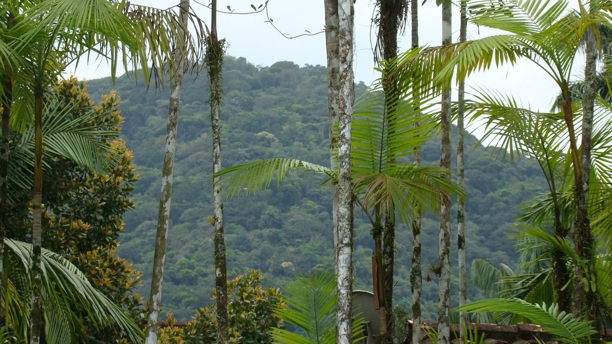 Brasil detém isolado 18% de patentes a respeito de flora endêmica da Bosque Atlântica