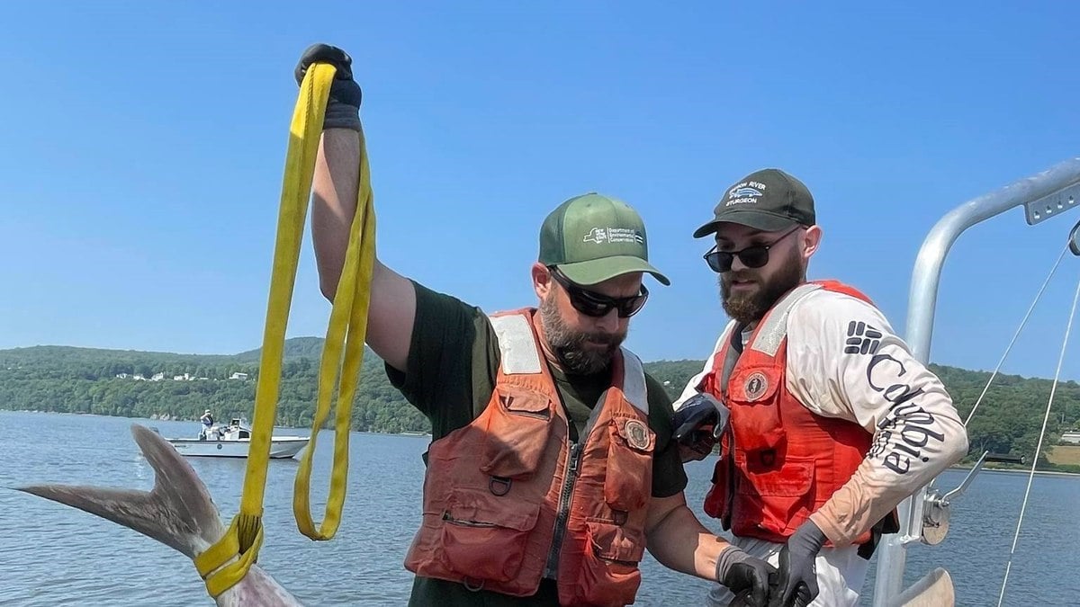 Peixe ou aborto? Pessoa de 1,80 metro é capturada por pescadores