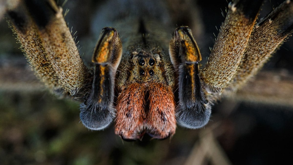 Conheça todas as aranhas perigosas do Brasil