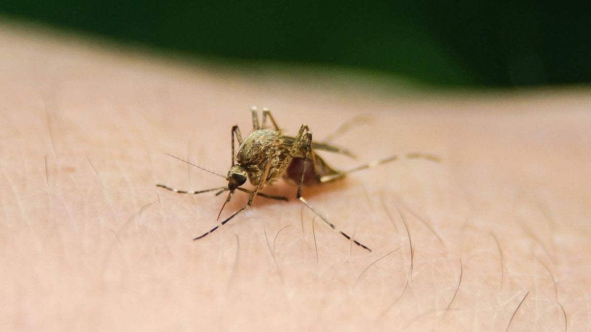 Dama morre com ‘vírus paralisante’ posteriormente ser pontoada por mosquito