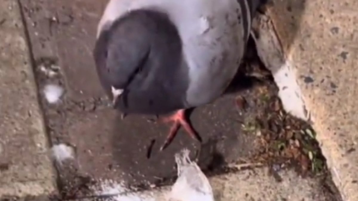 Pombo é flagrado inerte posteriormente consumir cocaína; veja vídeo