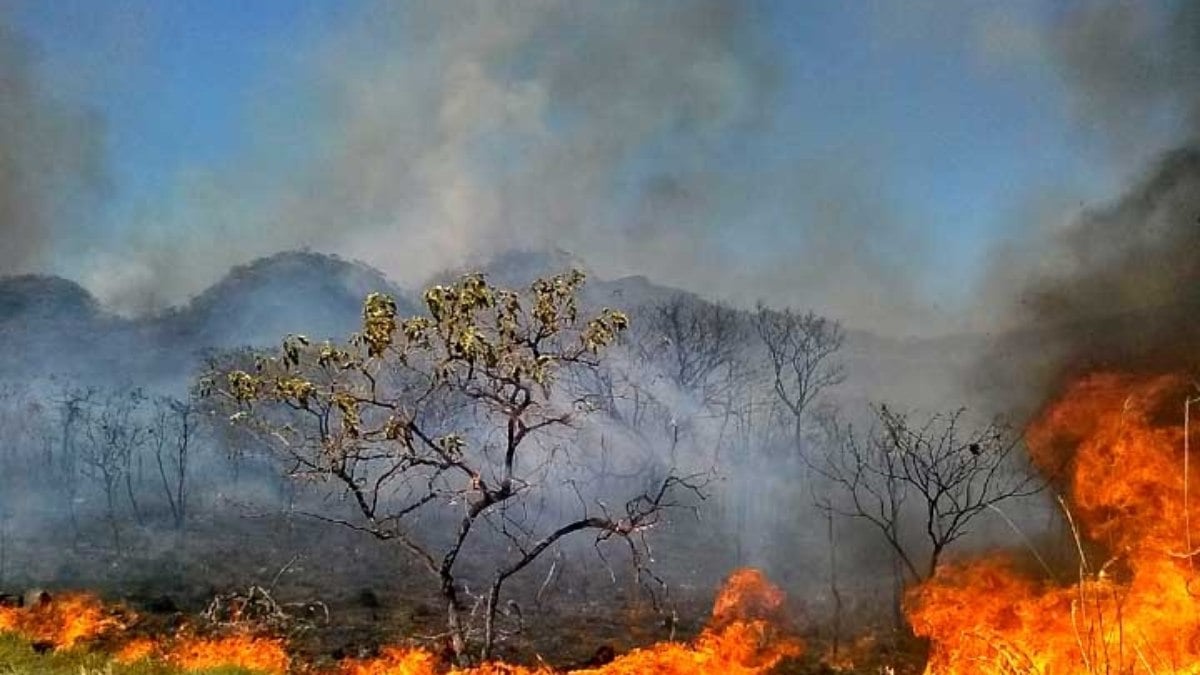 Crimes ambientais e Amazônia