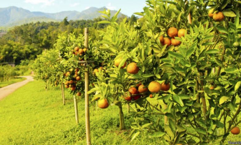 Laranja (48%) e cafeeiro (40%) puxam catálogo dos itens que mais pesaram no algibeira em 2024; veja Laranja (48%) e cafeeiro (40%) puxam catálogo dos itens que mais pesaram no algibeira em 2024; veja