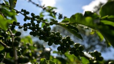 cafezais sofrem com o clima no Brasil e influência do granito dispara no globo