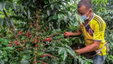 Manufactura de cafezeiro cresceu 23% na Colômbia em 2024, a melhor colheita em 5 anos