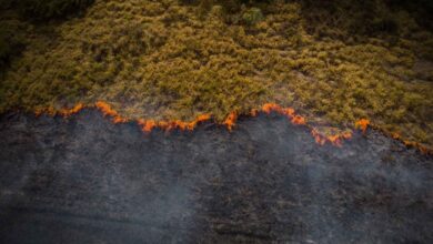 Brasil tem chance de liderar conversa global a cerca de a interrogação climática