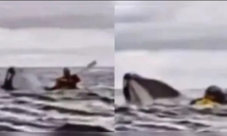 baleia engole varão, que sobrevive para descrever raconto baleia engole varão, que sobrevive para descrever raconto