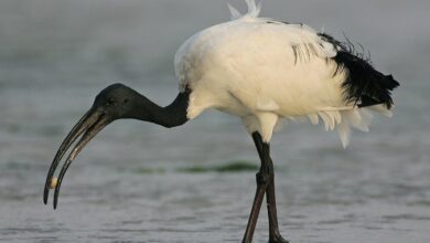 Bicos de aves que se destacam pela peculiaridade