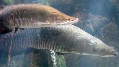 Pescado dos rios: Os antepassados peixes de chuva brando do Brasil