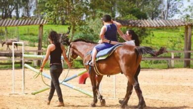 Equoterapia: Terapêutica com cavalos traz benefícios para a saúde física e mental