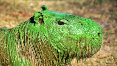 o que está por trás das capivaras verdes