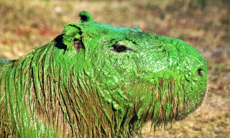 o que está por trás das capivaras verdes